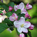 Door County Apple Blossoms