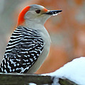 Woodpecker in Winter