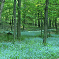 Forget-me-nots in Peninsula State Park