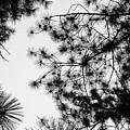 Pine Needle Abstract B W