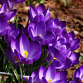 Spring Crocus