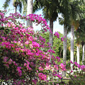 Florida Blossoms and Palms