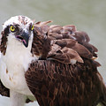 The Look of an Osprey